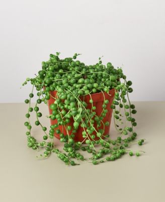 House Plant Shop