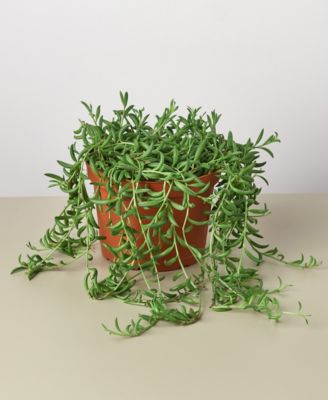 House Plant Shop