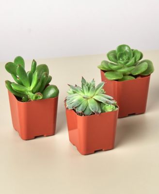 House Plant Shop