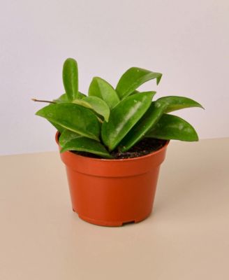 House Plant Shop