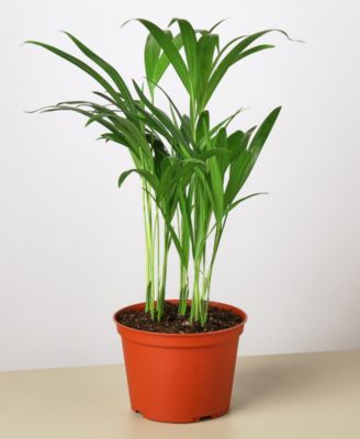 House Plant Shop