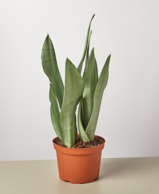 House Plant Shop