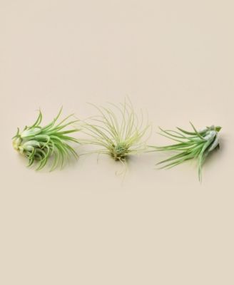 House Plant Shop
